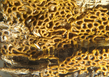 Hemitrichia serpula (Hemitrichia serpula) - © Heinz Prelicz